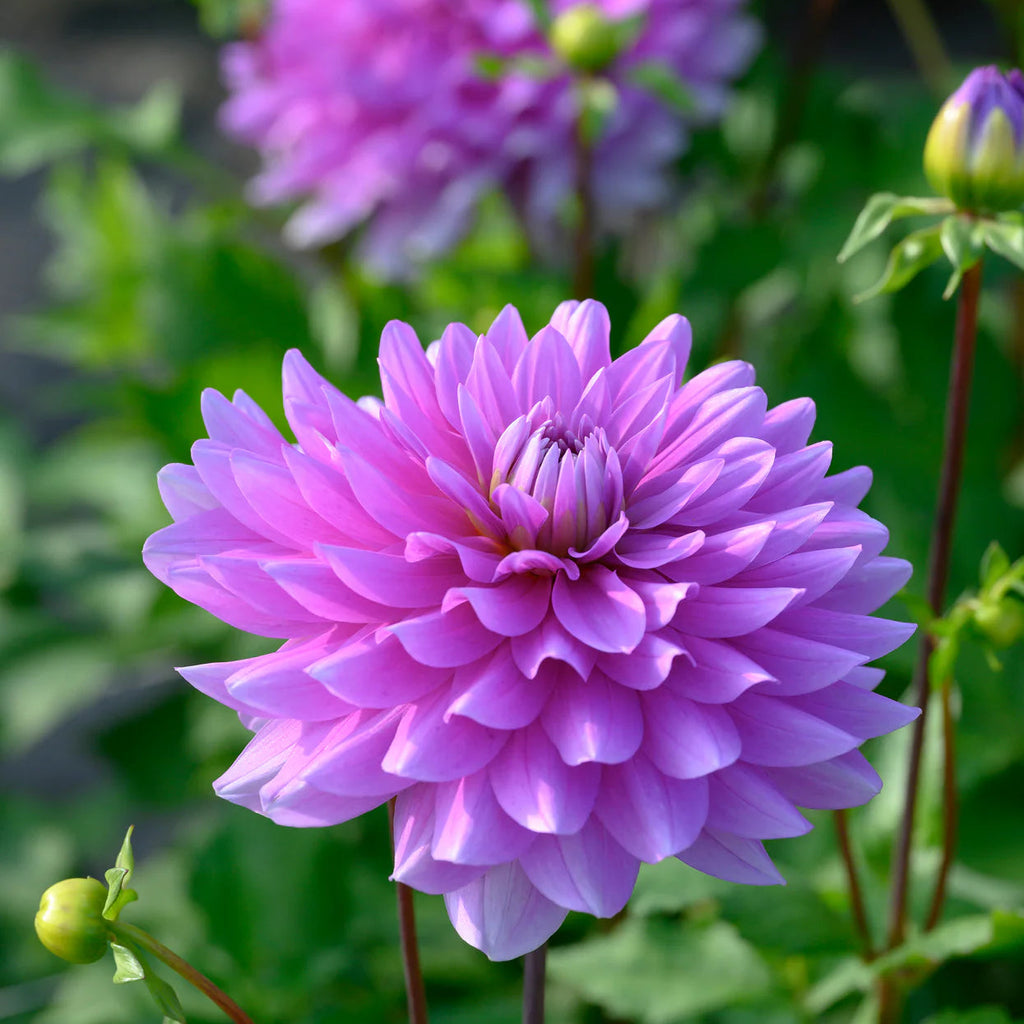 dahlia-bluetiful
