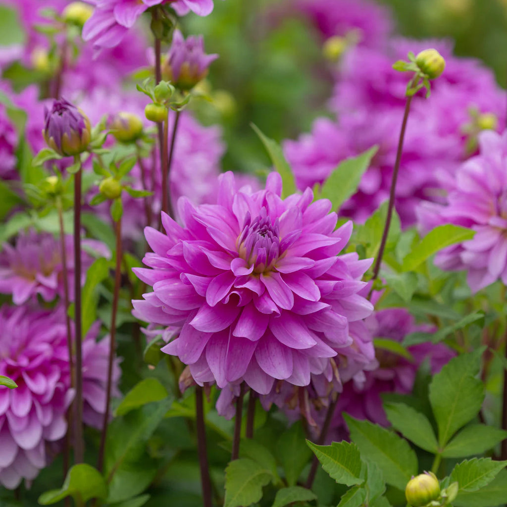 dahlia-bluetiful