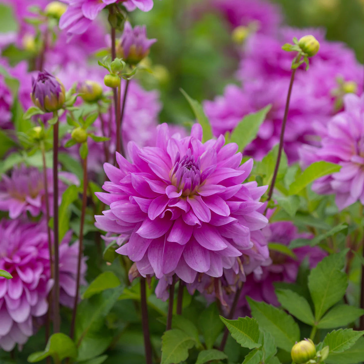 dahlia-bluetiful