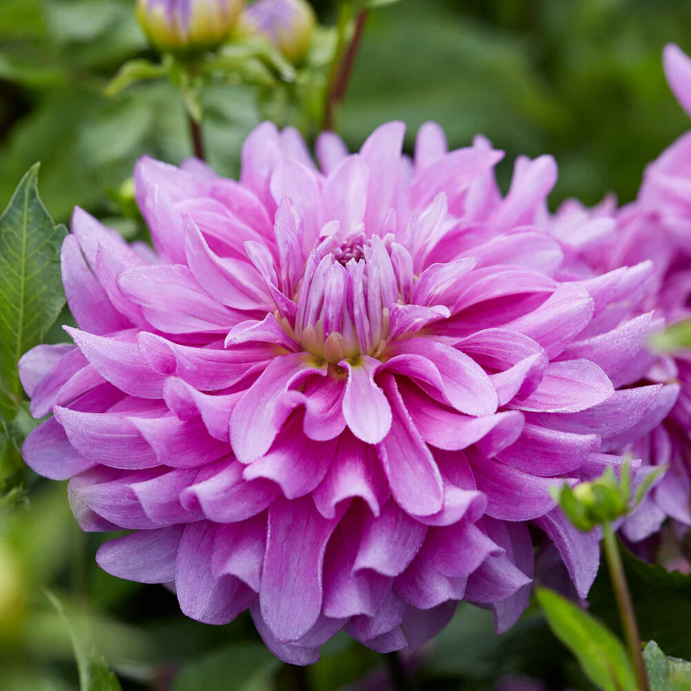 dahlia-bluetiful
