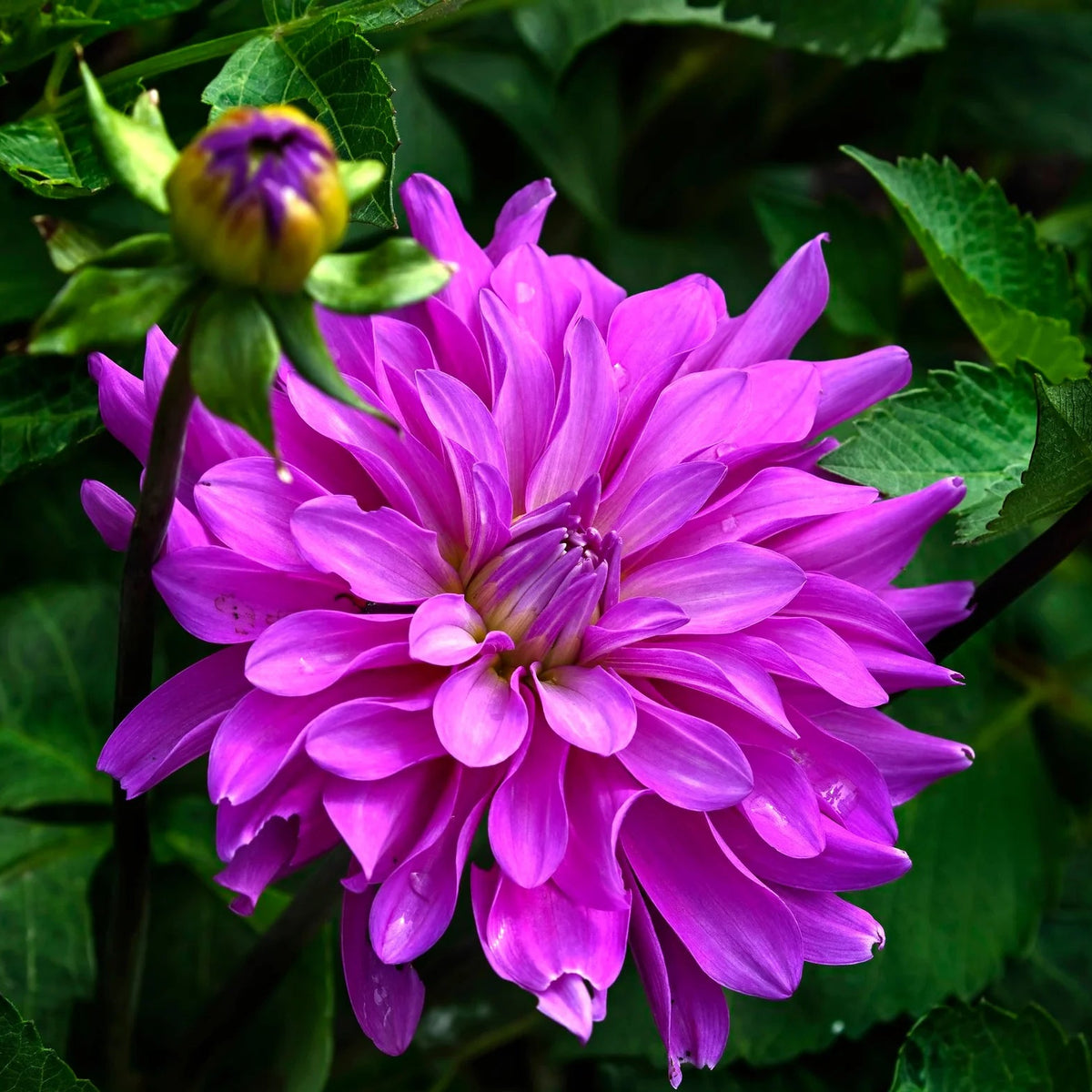 dahlia-bluetiful