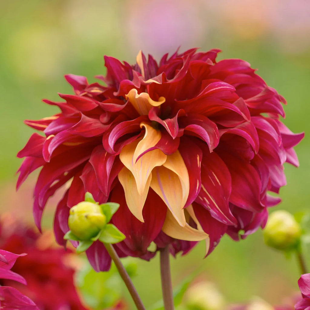dahlia-bohemian-spartacus