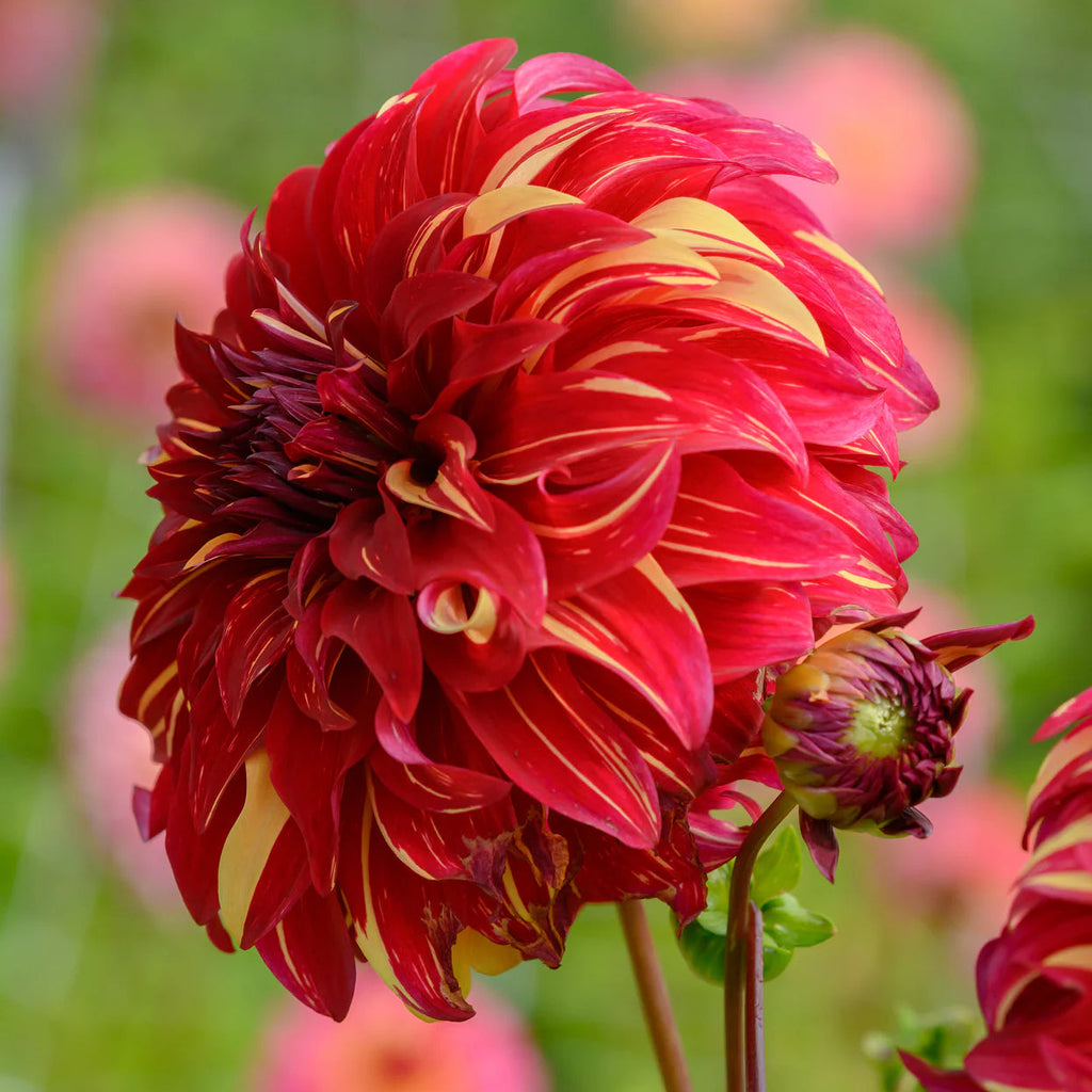 dahlia-bohemian-spartacus
