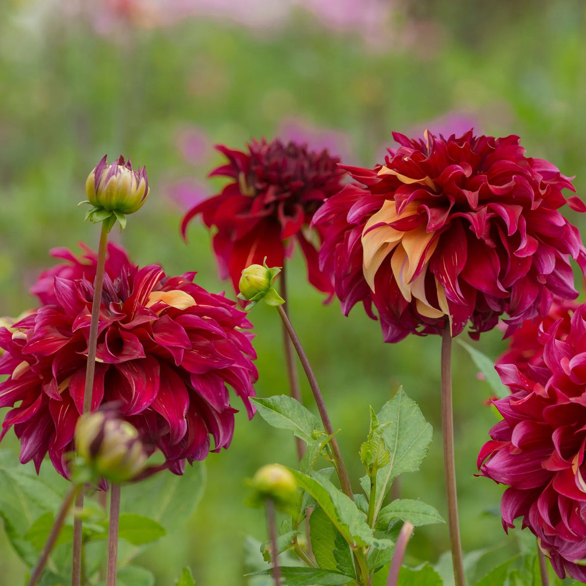 dahlia-bohemian-spartacus