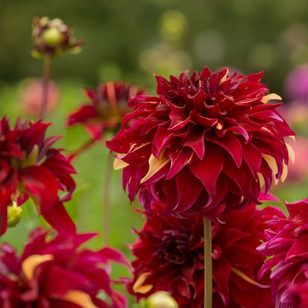 dahlia-bohemian-spartacus