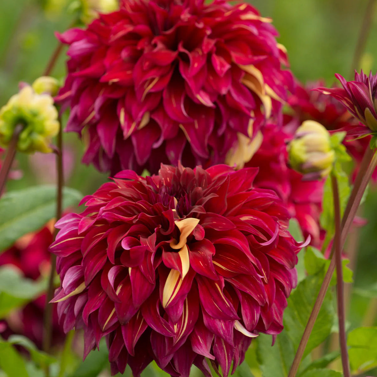 dahlia-bohemian-spartacus