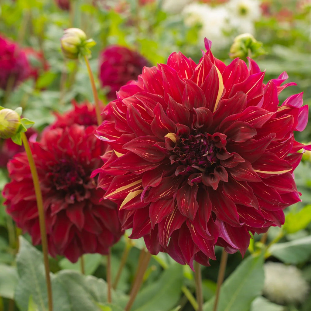 dahlia-bohemian-spartacus
