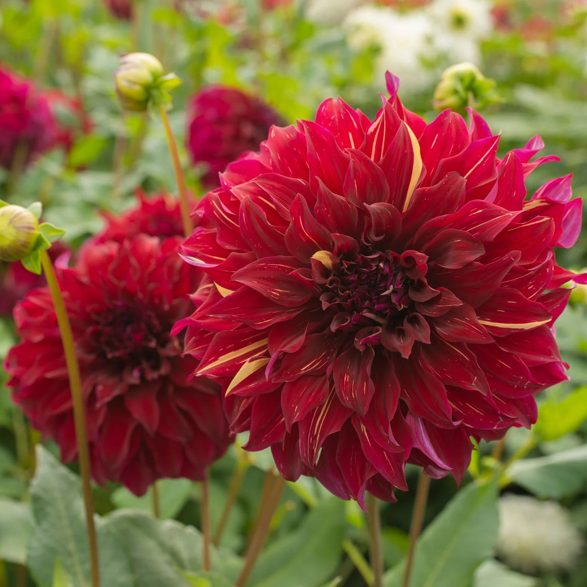 dahlia-bohemian-spartacus