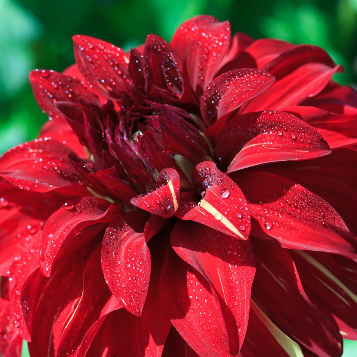 dahlia-bohemian-spartacus