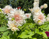 <strong>Dahlia</strong>