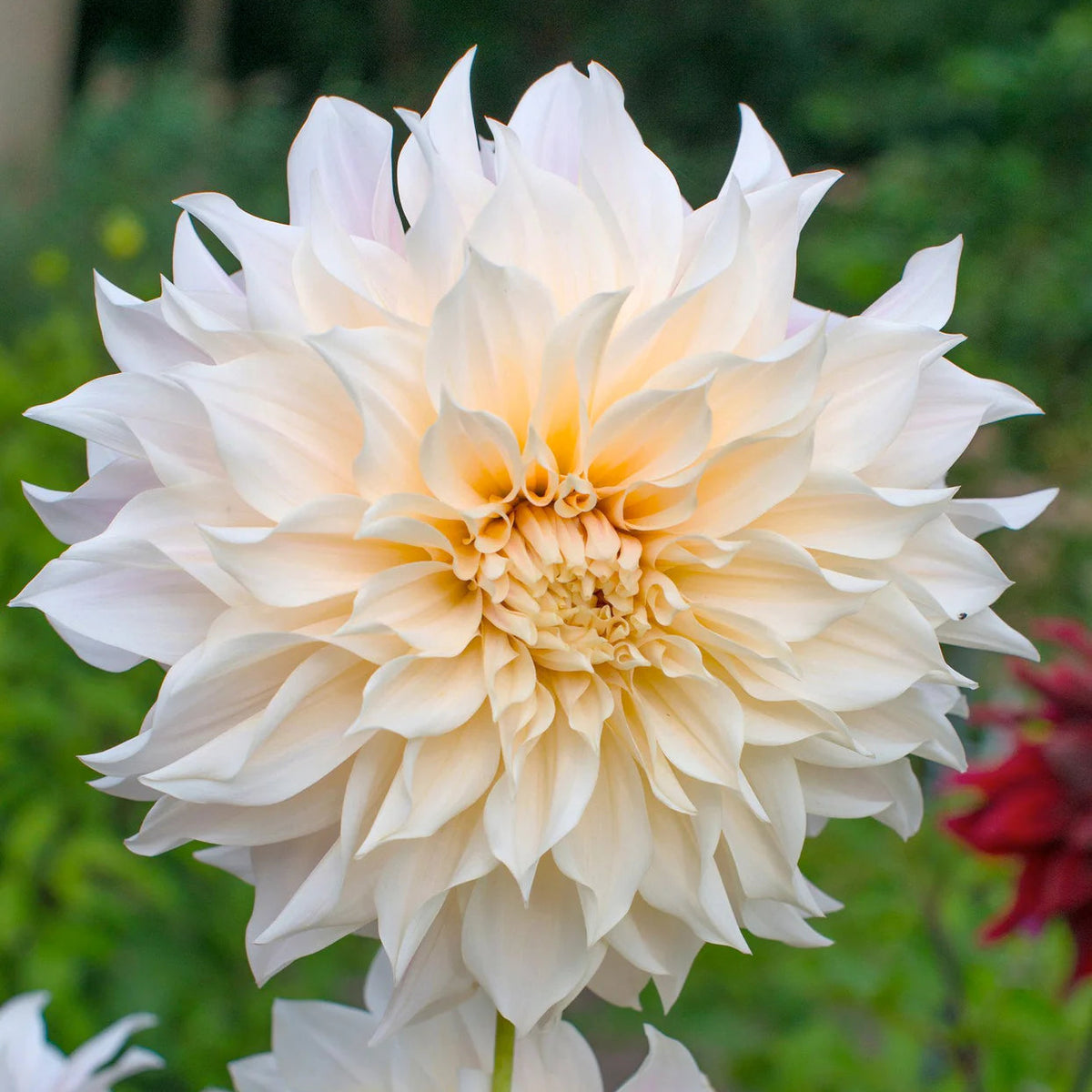 Dahlia Café au Lait
