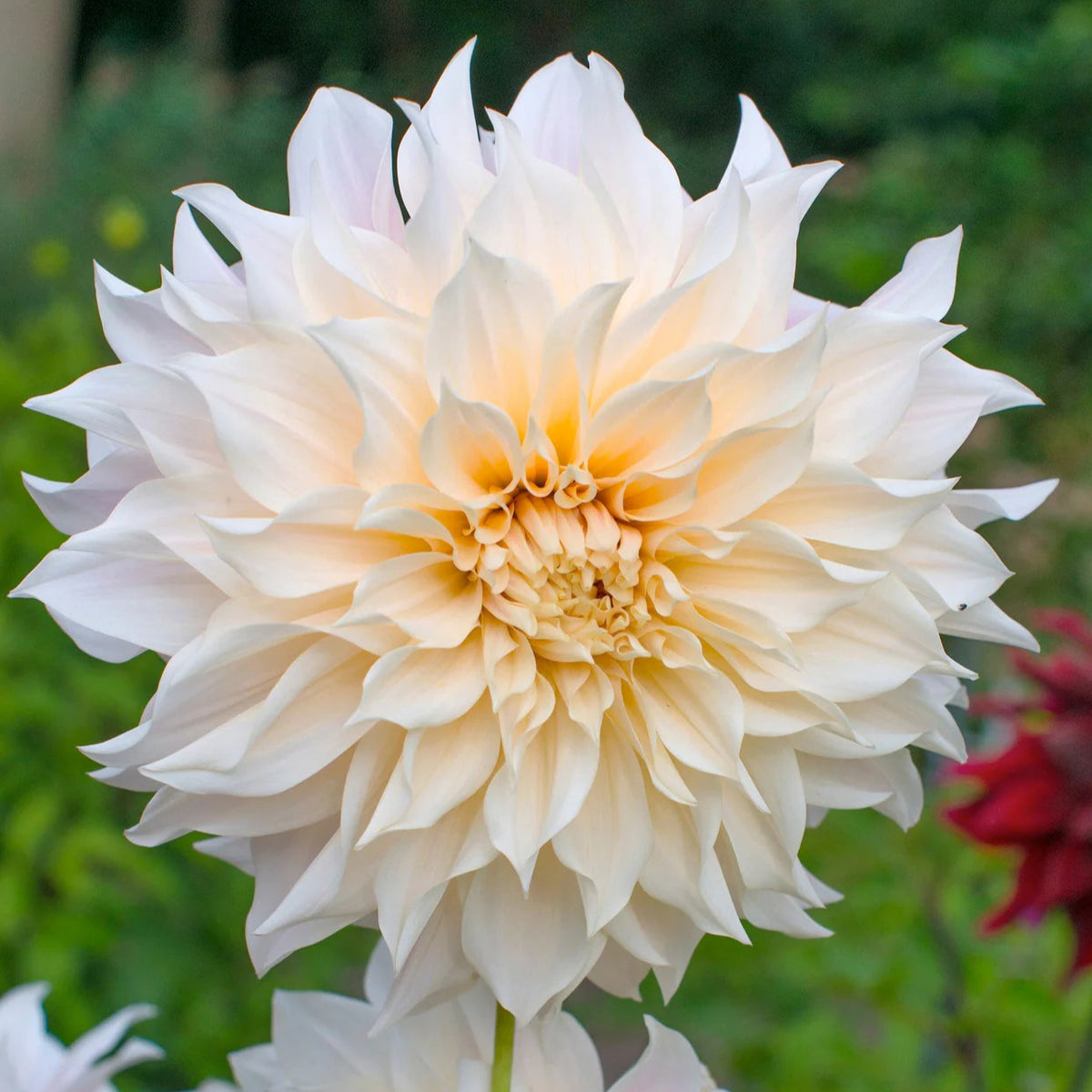 Dahlia Café au Lait