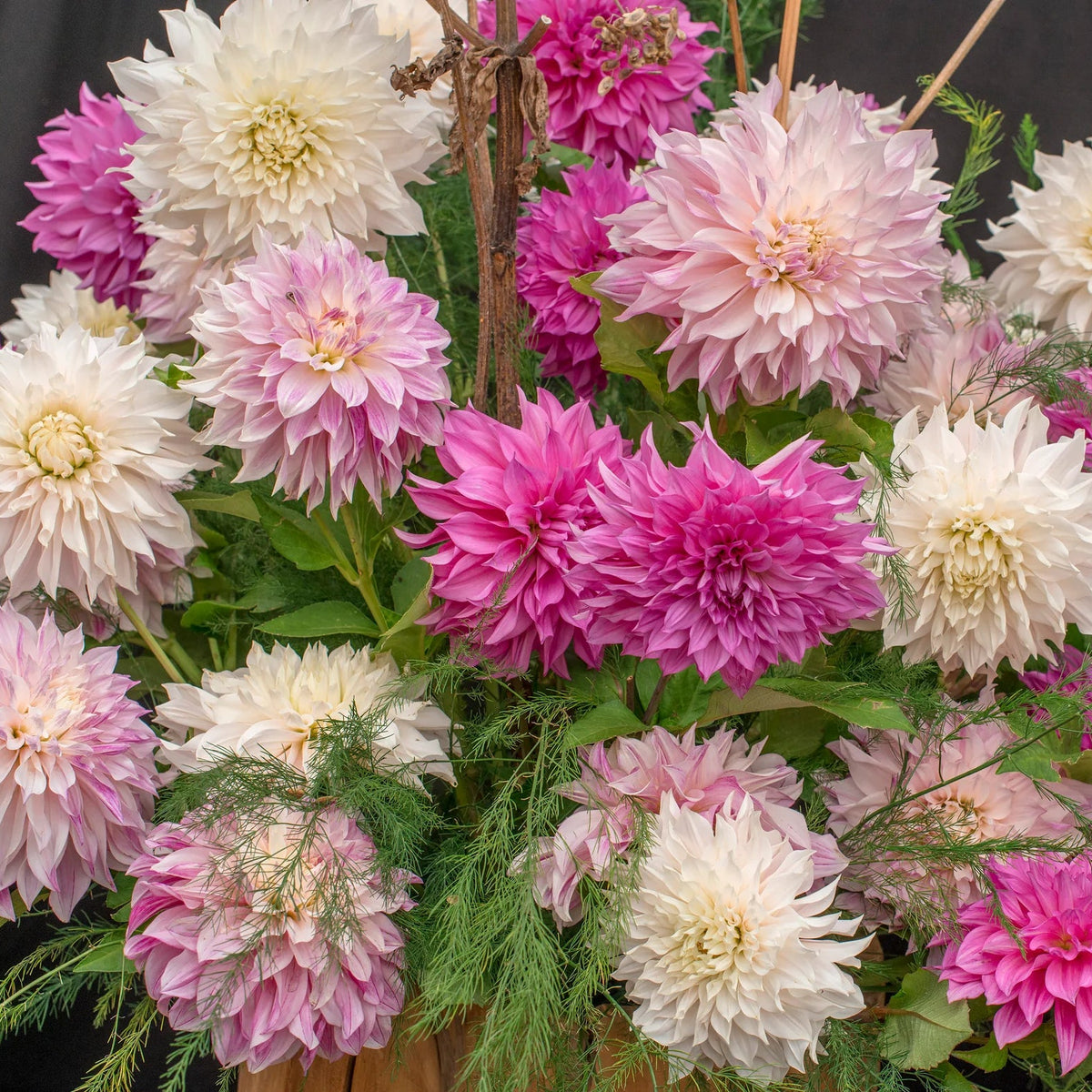 Pack Dahlia Café au Lait
