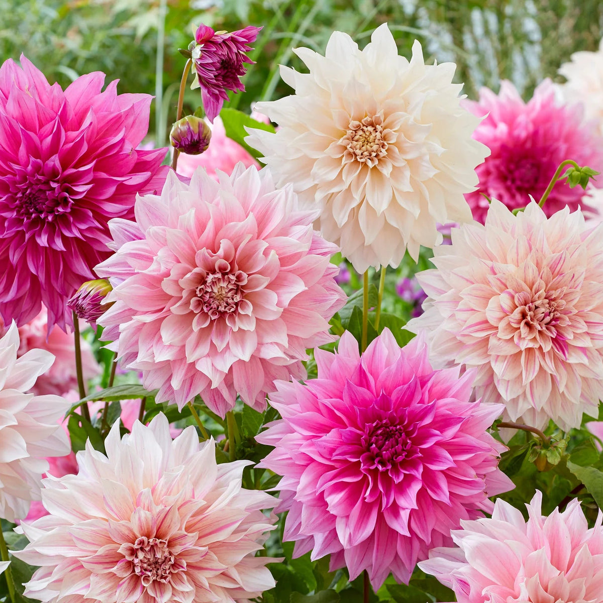 Pack Dahlia Café au Lait