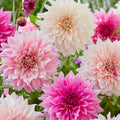 Pack Dahlia Café au Lait