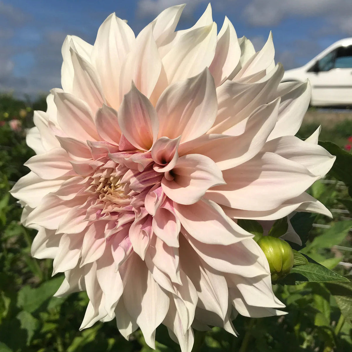 Dahlia café au lait