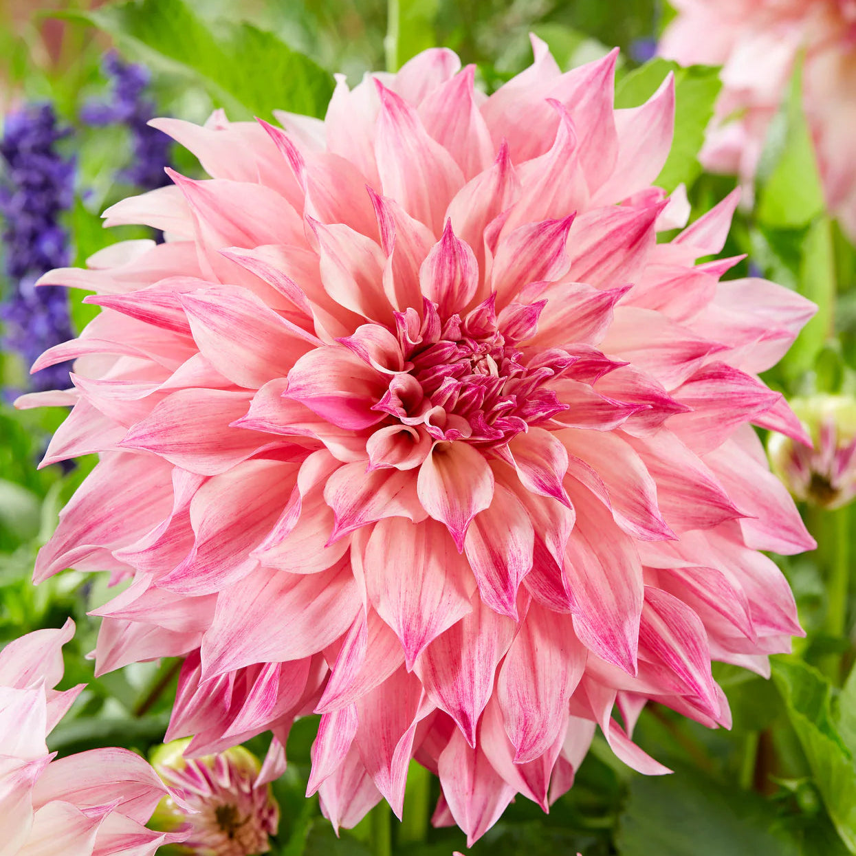 Dahlia Café au Lait Royal Immagine