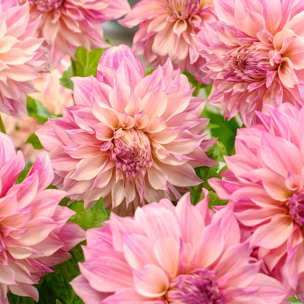 Dahlia Café au Lait Royal