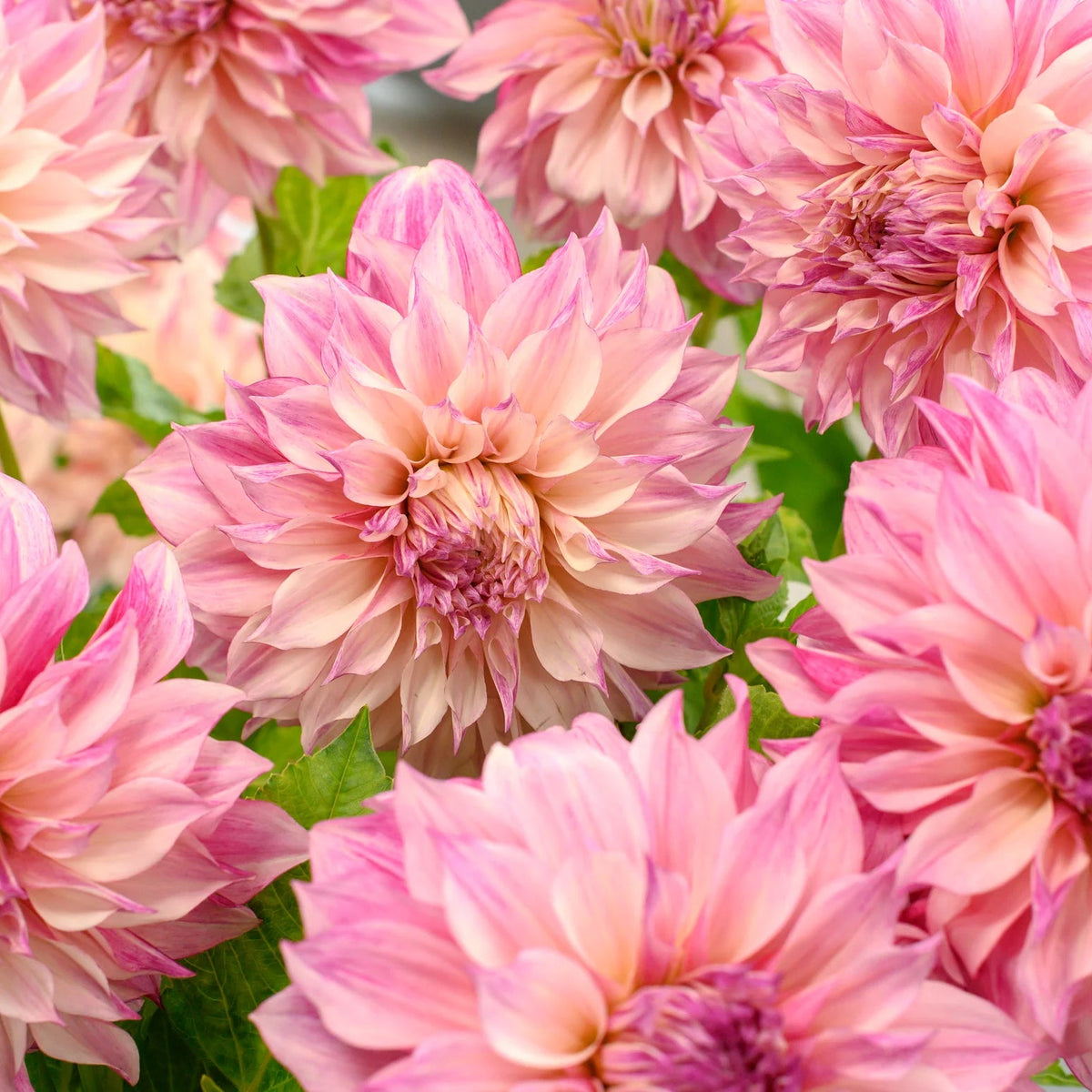 Dahlia Café au Lait Royal