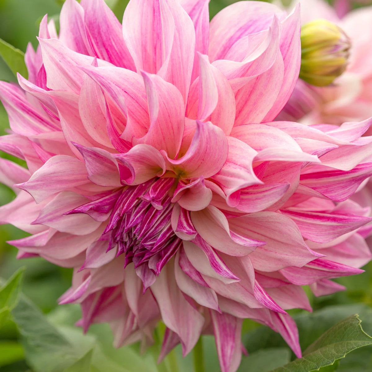 Dahlia Café au Lait Royal