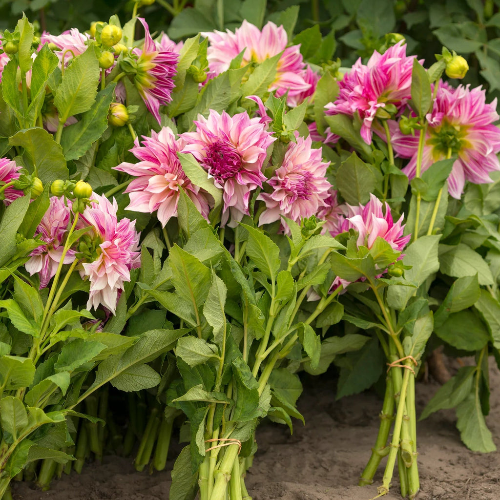 Dahlia Café au Lait Royal