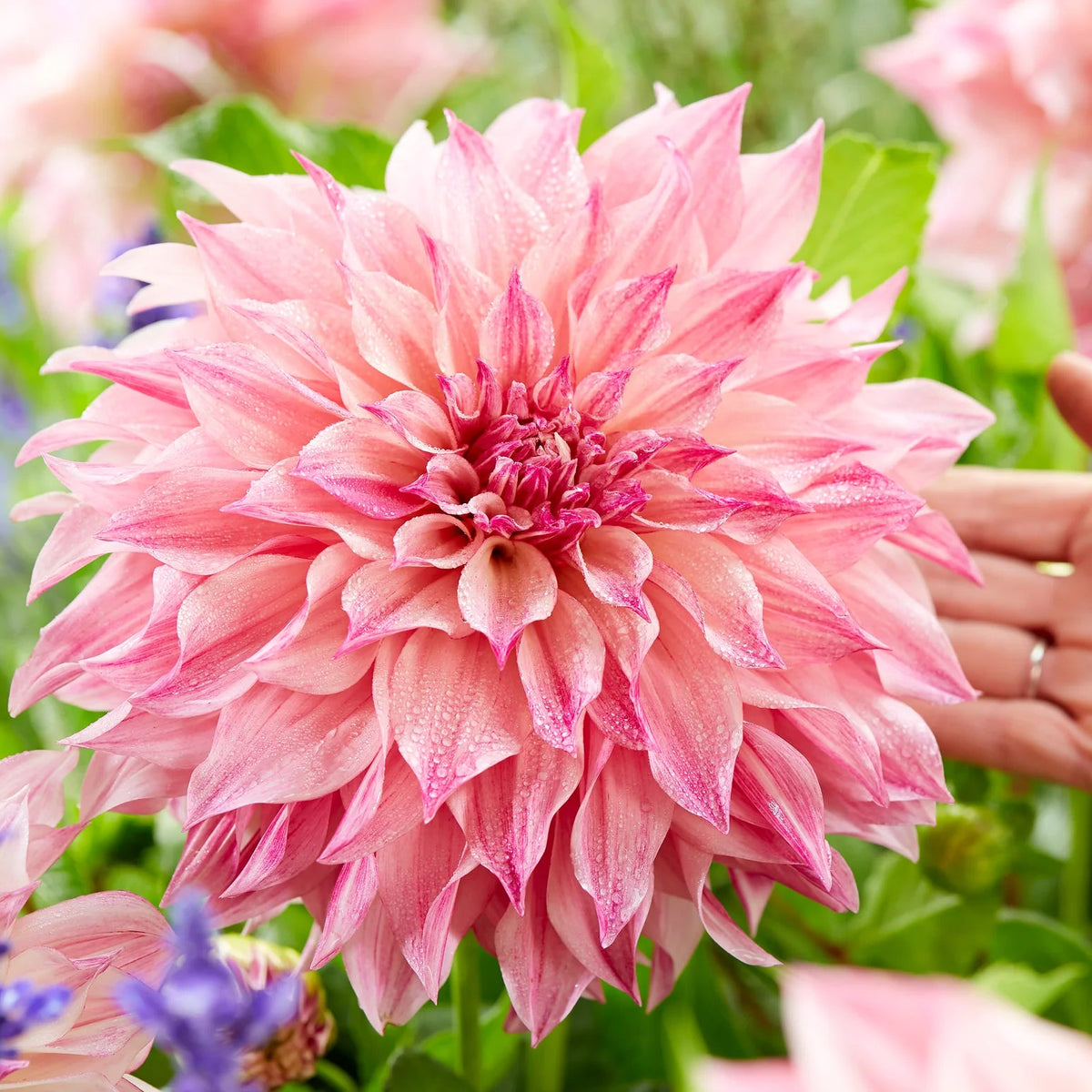 Dahlia Café au Lait Royal