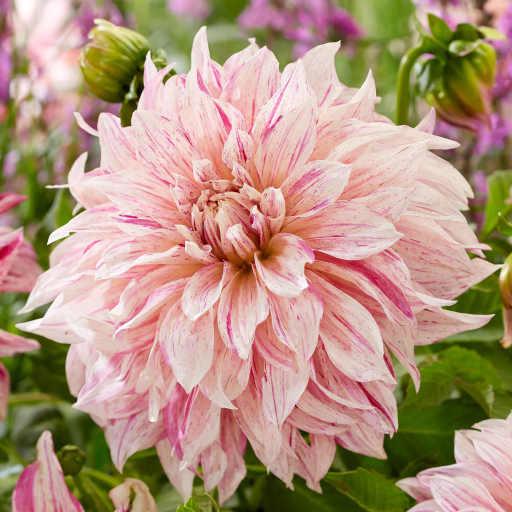 Dahlia Café au Lait Twist
