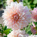 Dahlia Café au Lait Twist