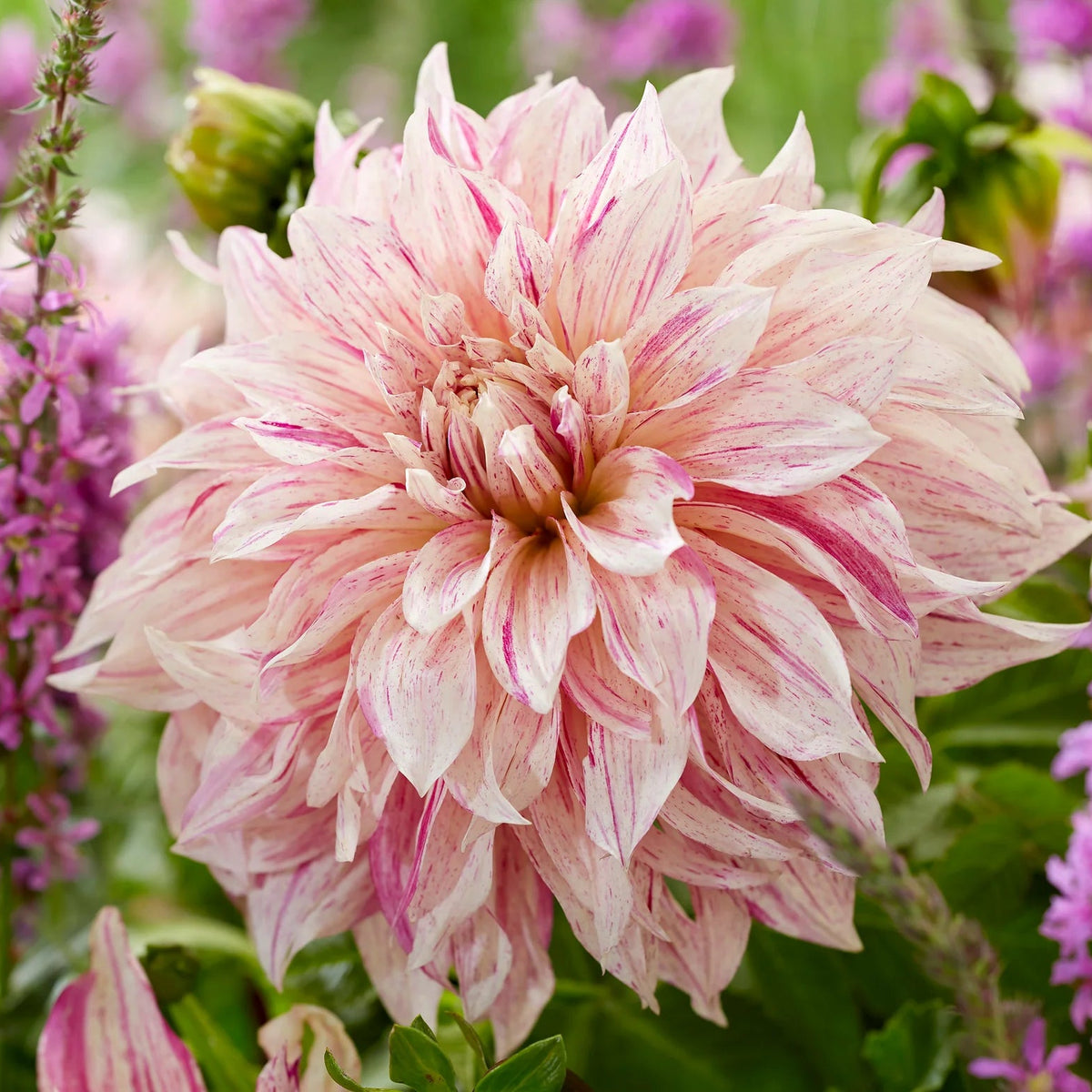 Dahlia Café au Lait Twist