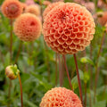Dahlia Pompom 'Cornel Brons'