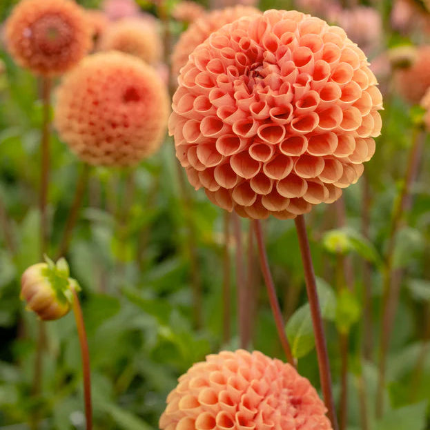 Dahlia Pompom 'Cornel Brons'