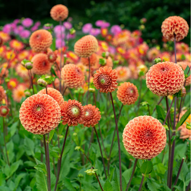 Dahlia Pompom 'Cornel Brons'