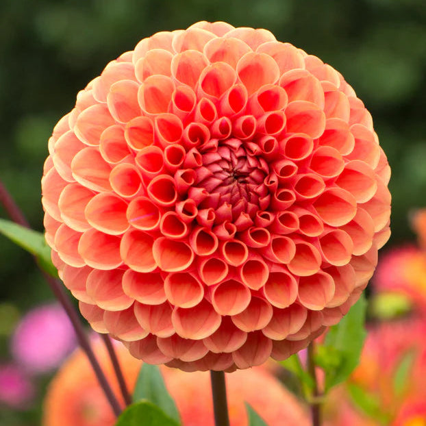 Dahlia Pompom 'Cornel Brons'