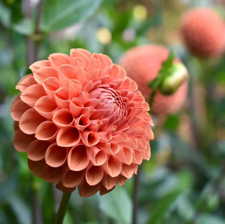 Dahlia Pompom 'Cornel Brons'