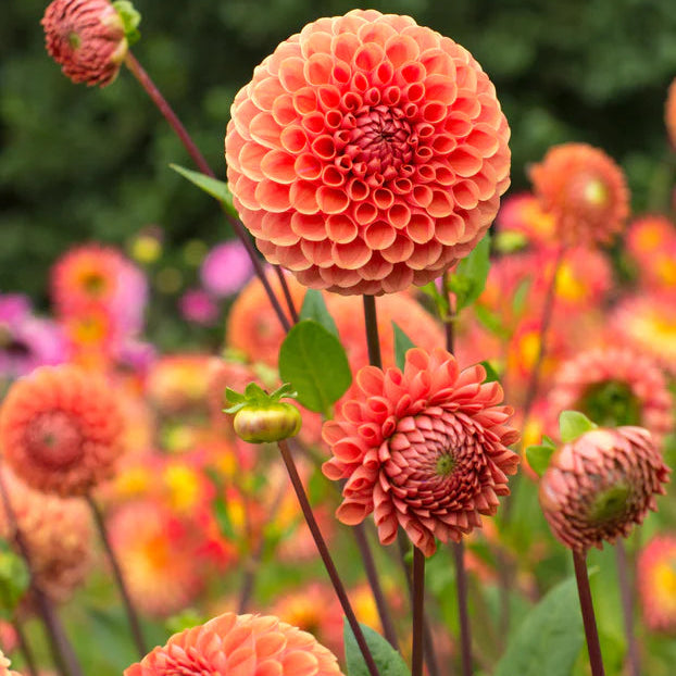 Dahlia Pompom 'Cornel Brons'