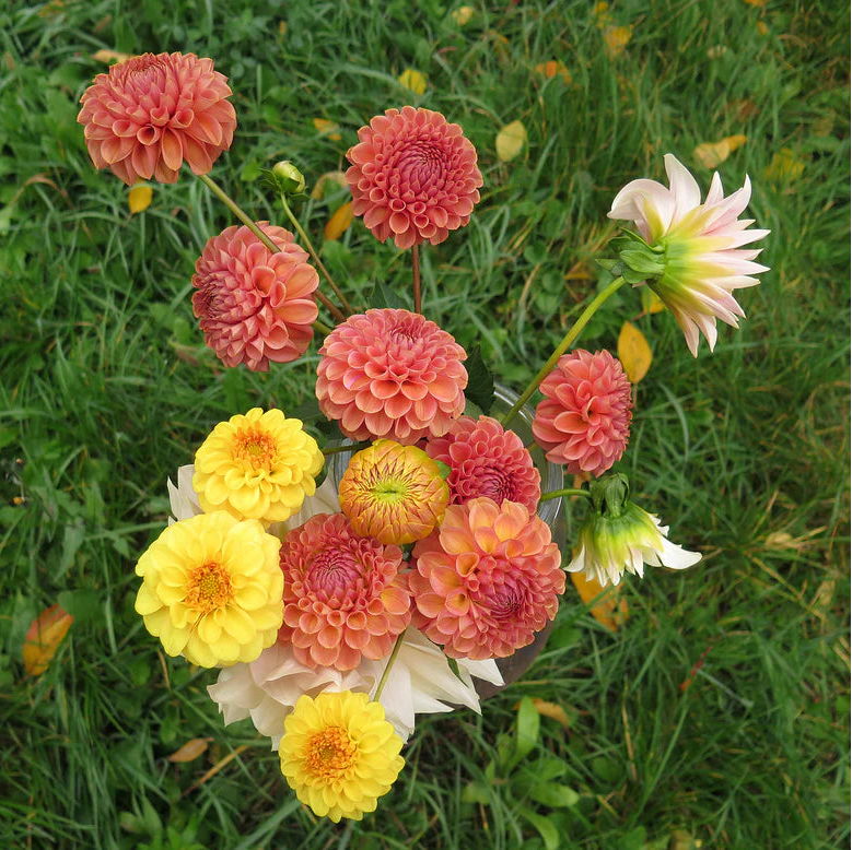 Dahlia Pompom 'Cornel Brons'