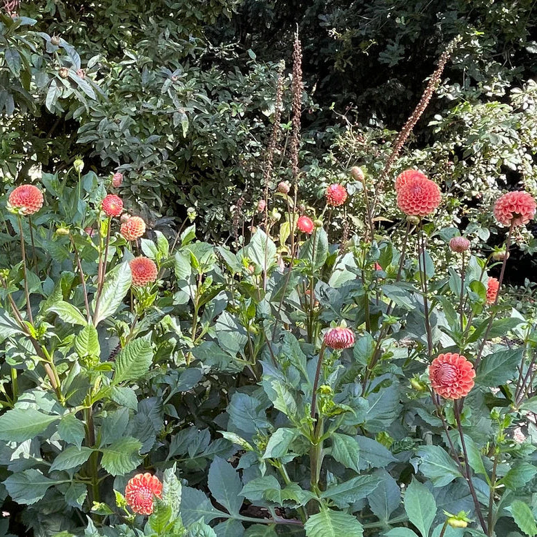 Dahlia Pompom 'Cornel Brons'