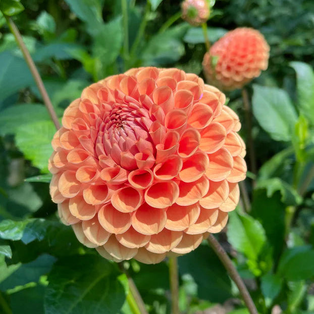 Dahlia Pompom 'Cornel Brons'