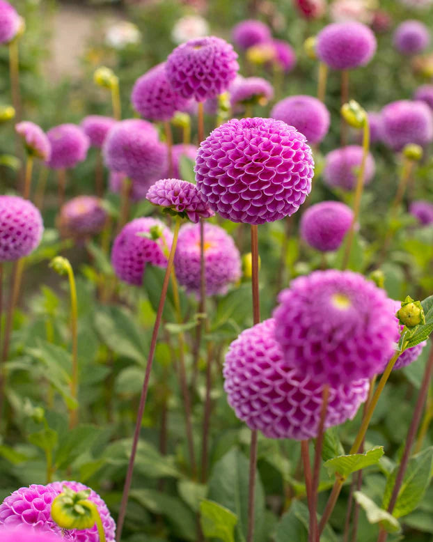 Dahlia Pompom 'Franz Kafka'