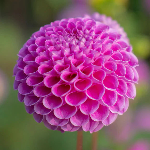 Dahlia Pompom 'Franz Kafka'