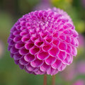 Dahlia Pompom 'Franz Kafka'