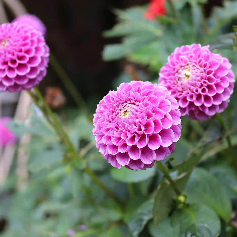 Dahlia Pompom 'Franz Kafka'