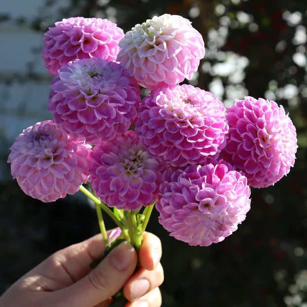 Dahlia Pompom 'Franz Kafka'