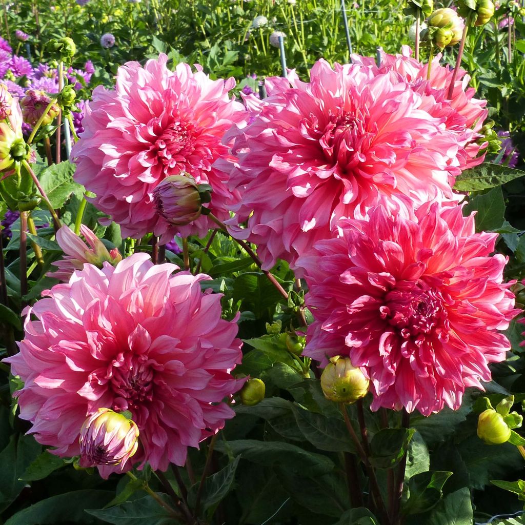 Dahlia Geant Rose