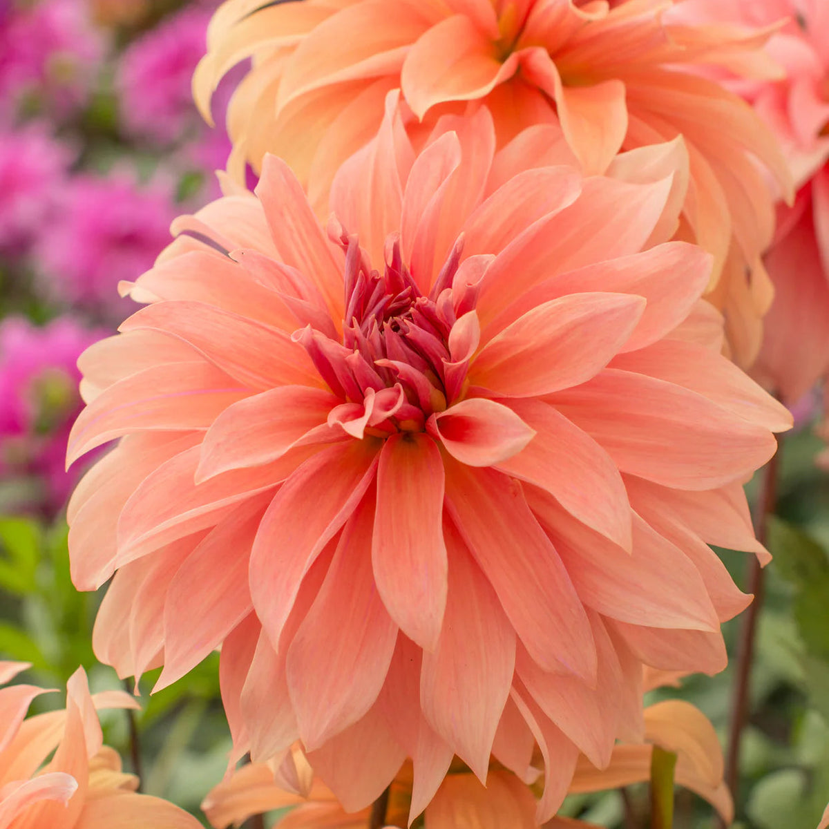 dahlia-great-hercule