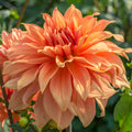 dahlia-great-hercule