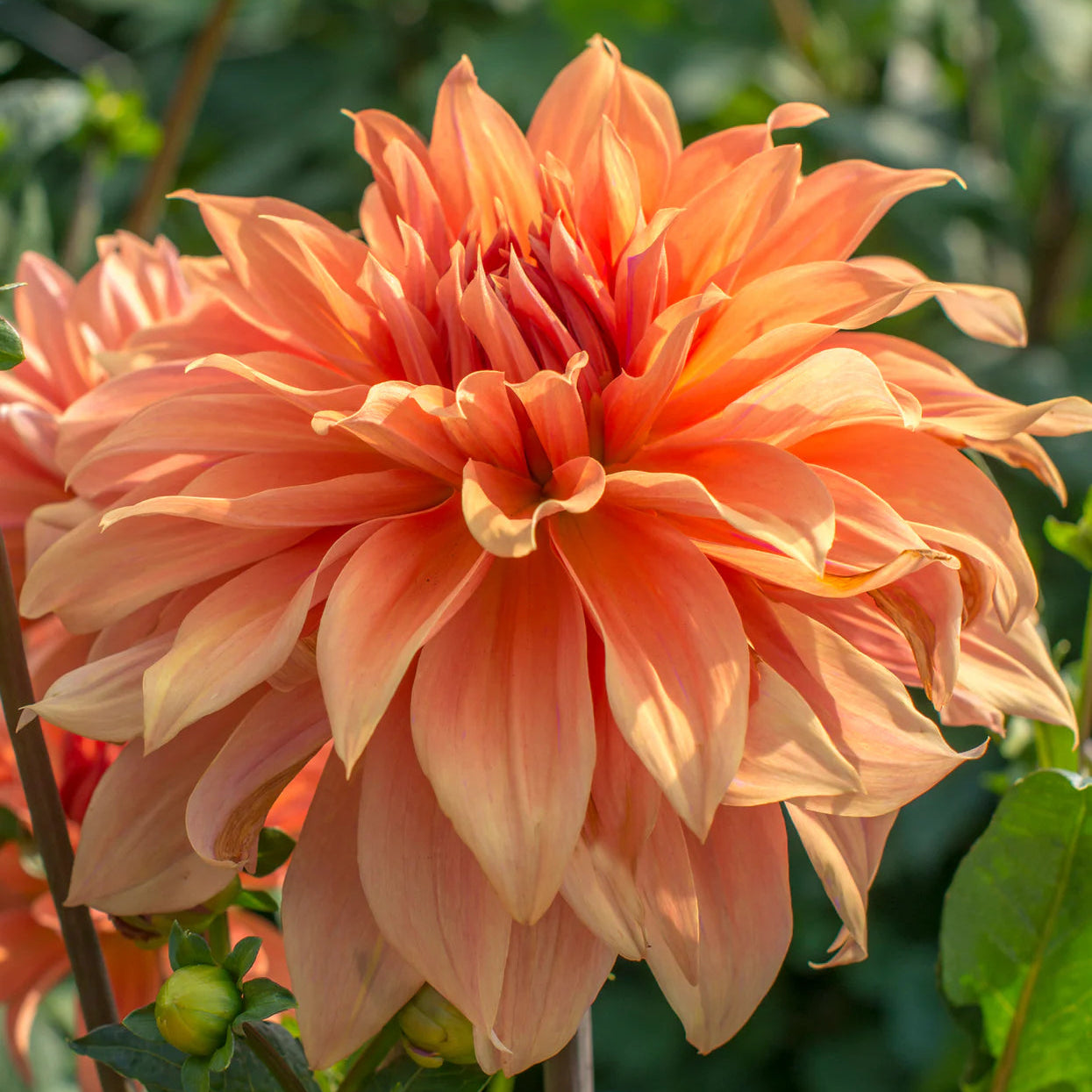 dahlia-great-hercule Immagine