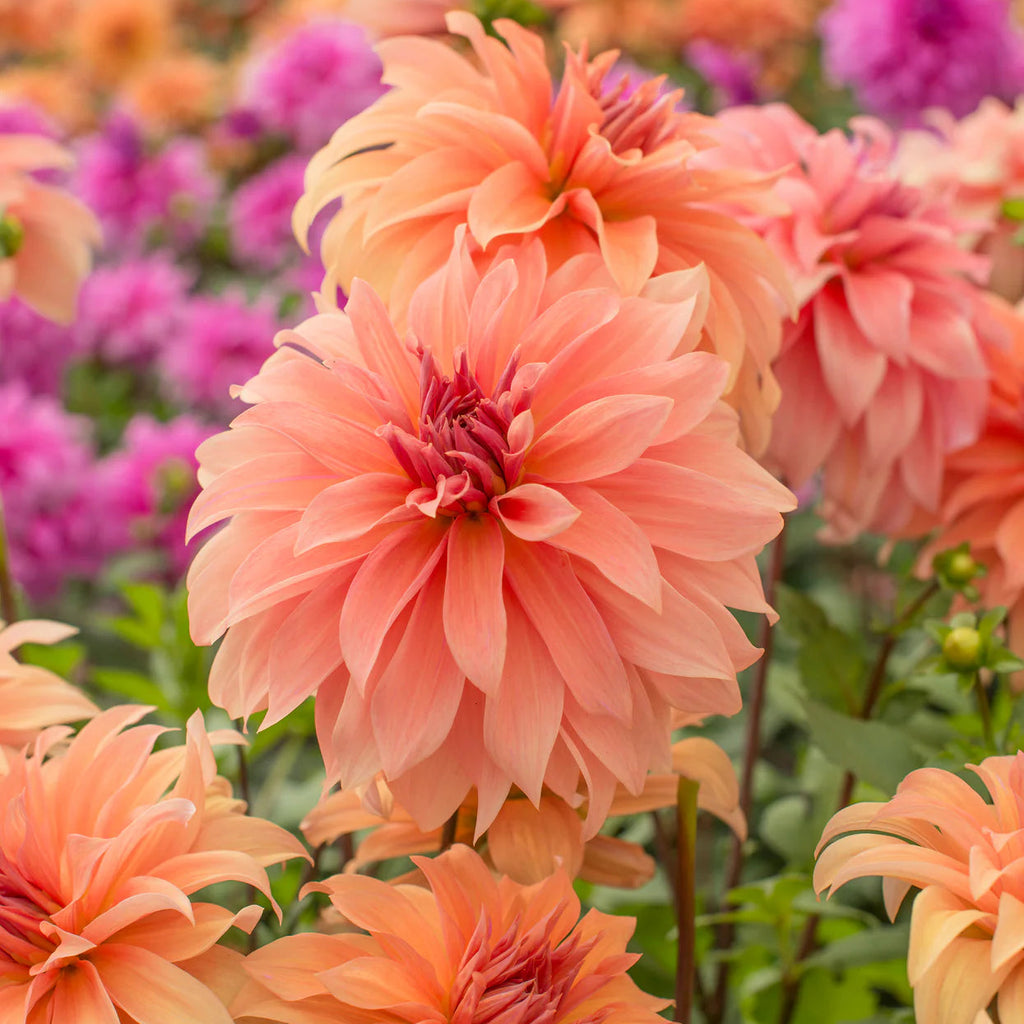 dahlia-great-hercule