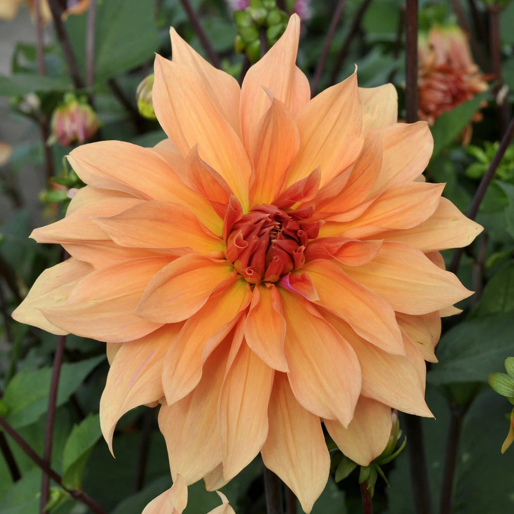 dahlia-great-hercule