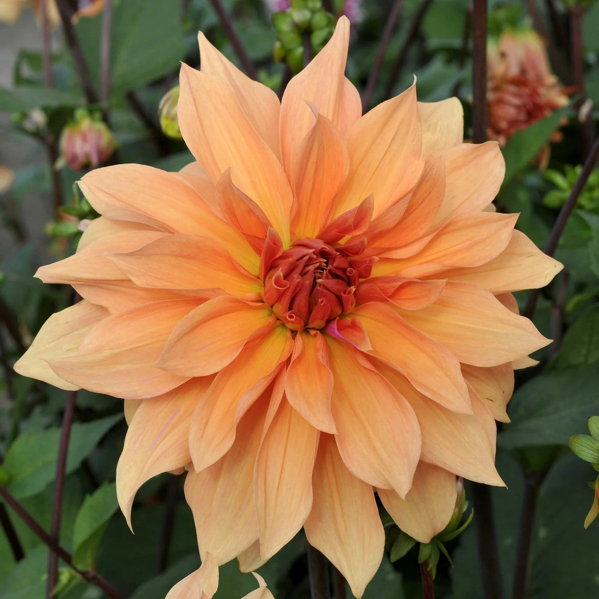 dahlia-great-hercule